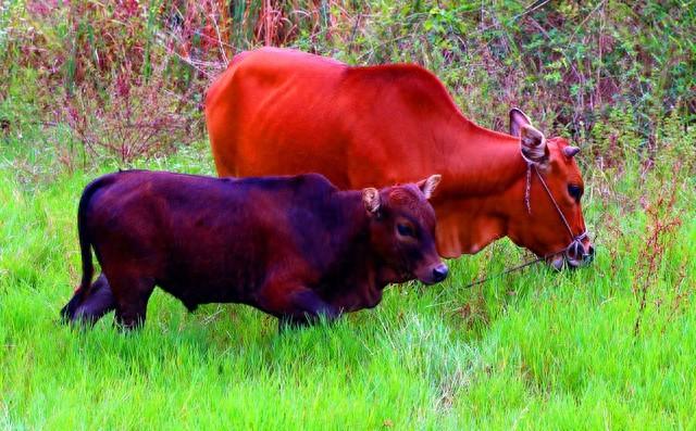 属牛的与属猪的：真的不合吗？