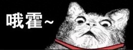 小猫的营养膏多久吃一次（猫咪营养膏是啥怎么吃）