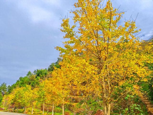 信宜这条“黄金走廊”很出片