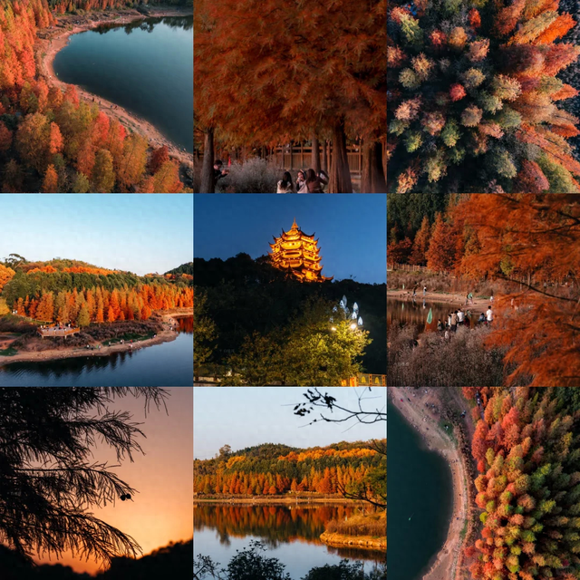 先收藏！成都1h直达最美水杉公园，小众人少、景美出片！