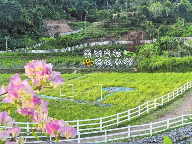 旅居绿美山水间 共品普洱茶咖香