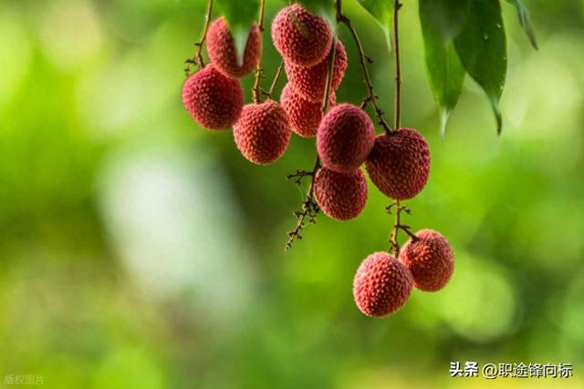 一骑红尘妃子笑，这些旅游地的荔枝价格天差地别，原因是什么呢？