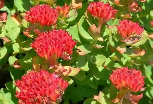 2棵以上就犯罪！2019年河北有人每天挖500斤，发现时已基本挖光