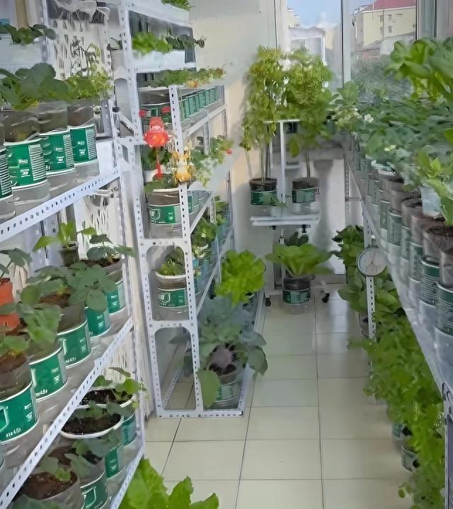 上海一姑娘阳台用200个水瓶种菜一年省7000块 邻居都来学经验