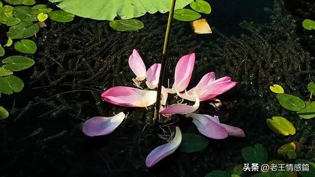 女人在什么时候最花心，女人到了中年最花心。