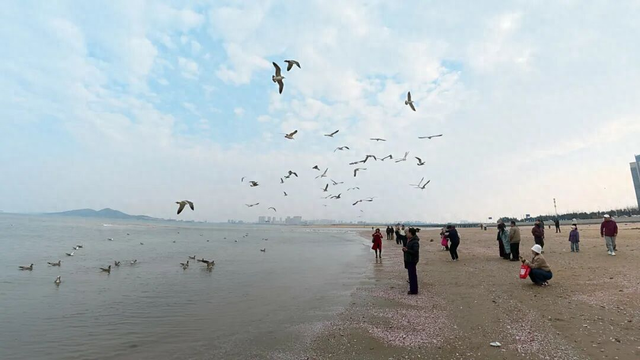 冬日限定浪漫！辛安河海滨海鸥成群，快来打卡“鸥”遇