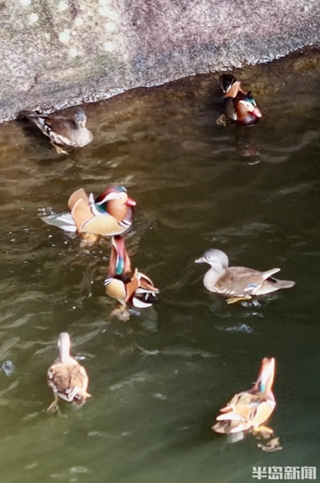 十余只鸳鸯“做客”崂山龙潭水库 深秋生态画卷添灵动生机