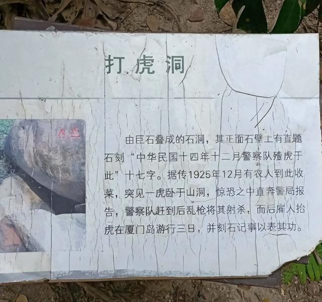 厦门植物园百花厅内有一打虎洞，在1925年，有一只老虎在此被打死