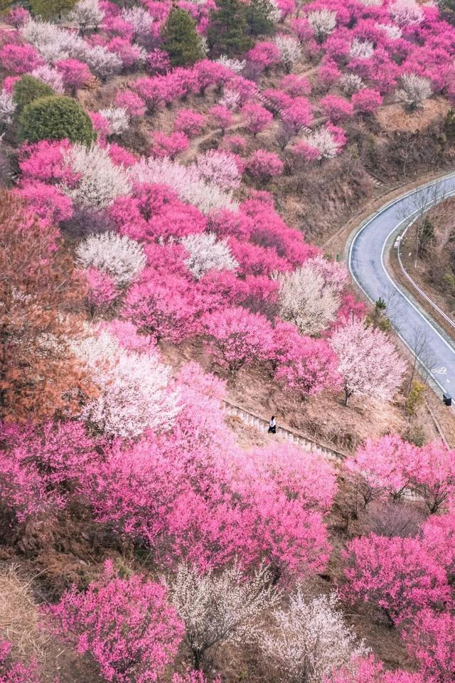 惊艳全国！2026黄陂首登央视