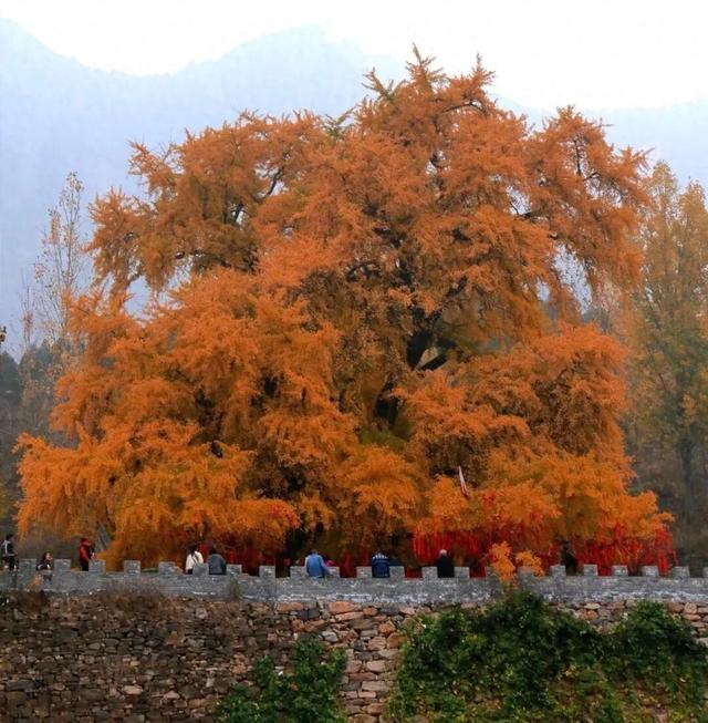 秋日必冲！新乡这两处秘境，藏着最动人的金黄时光