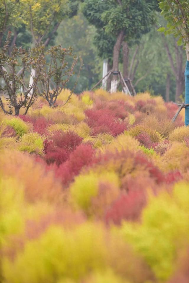 如梦如幻！生态城惊现秋季最美打卡地