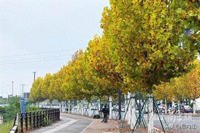 初冬限定美景！内江栖霞路梧桐刷屏