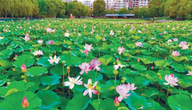 沈阳北塔公园荷花竞相绽放