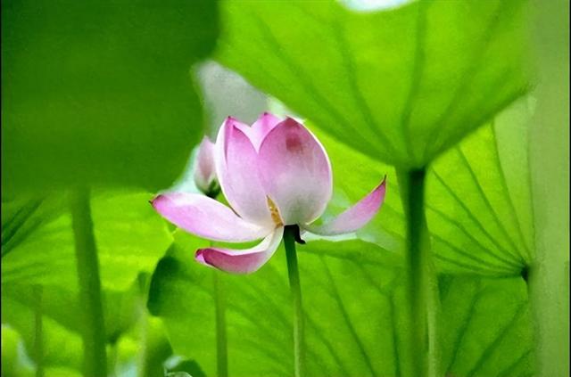 长春限定！点击收获绝美花开瞬间→