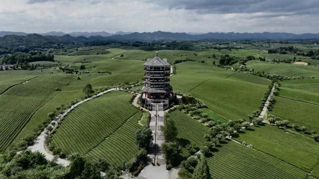 全国主流媒体嘉宾走进遵义，领略茶海景色！