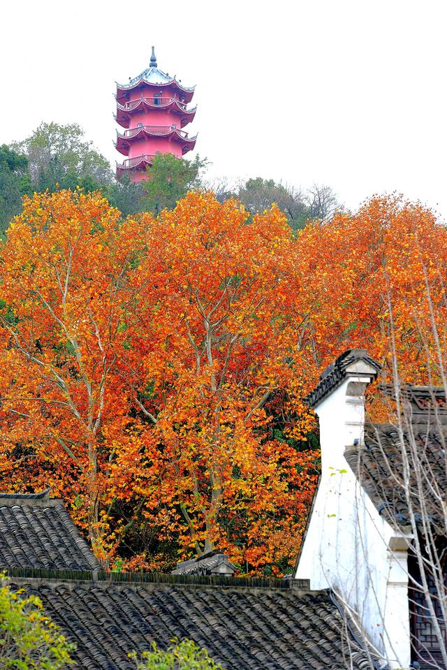 惠山古镇丨满地尽是🍂黄金甲