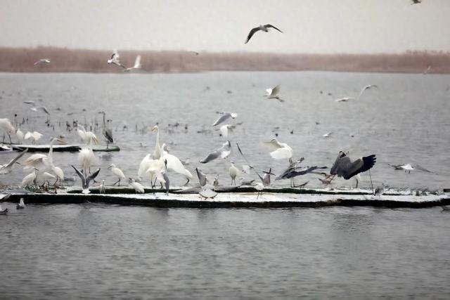 “京津冀最美湿地”衡水湖：候鸟嬉雪游人欢