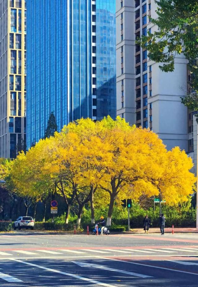 漫步日照之秋 | ① 巨好看！山东路的一颗秋天！