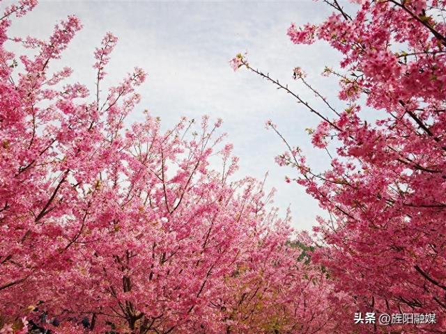 多彩旌阳｜新中镇龙居村樱花漫山盛放，你确定不来？