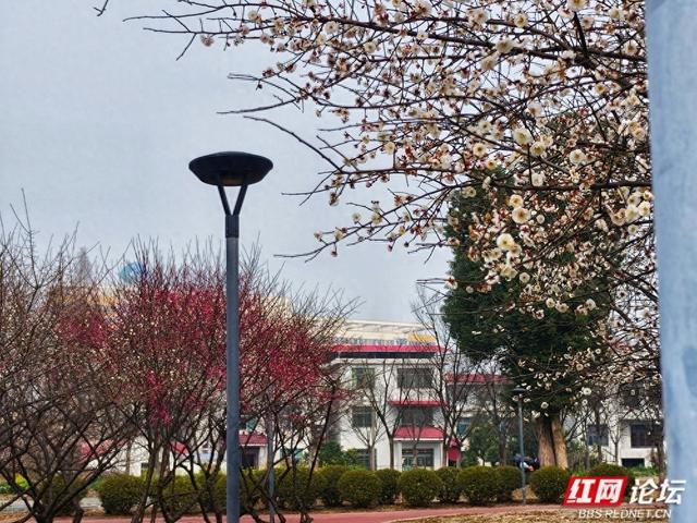 深冬腊月，去安乡八芒星广场寻找第一缕花香