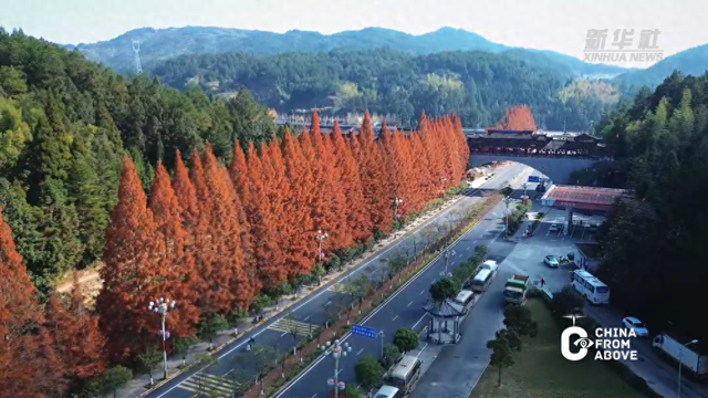 瞰中国｜福建周宁：水杉红韵