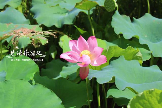 浙江宁波的新兴游玩地，多个公园相邻而居，多个荷花池美不胜收