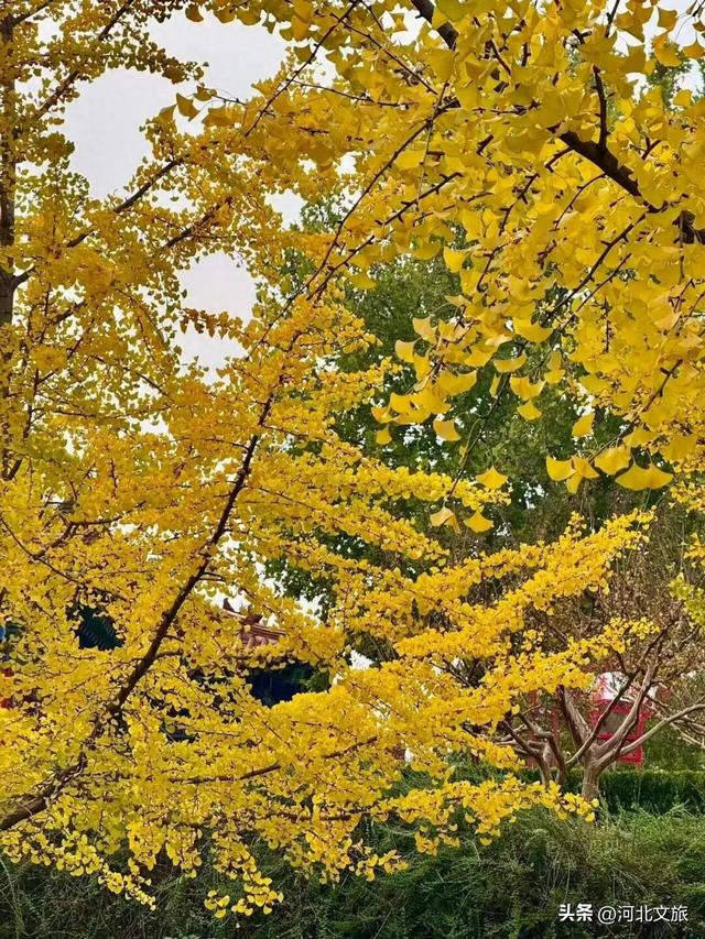 来河北这座小城：邂逅一场暖黄秋日盛宴