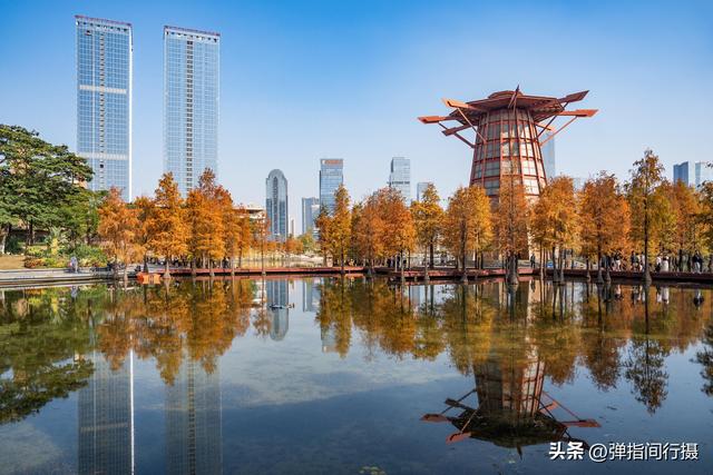 闯入佛山冬日油画！千灯湖落羽杉迎最佳观赏期，下午4点美到窒息