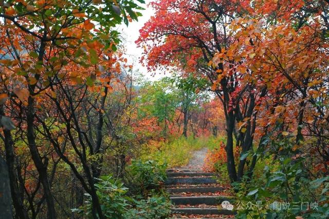 甘山红叶，秋之华章