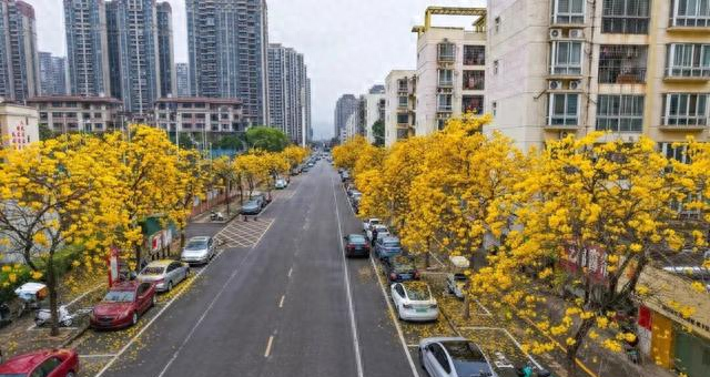 春日限定！贵港这条街道秒变“黄金大道”，落花成景美哭了！