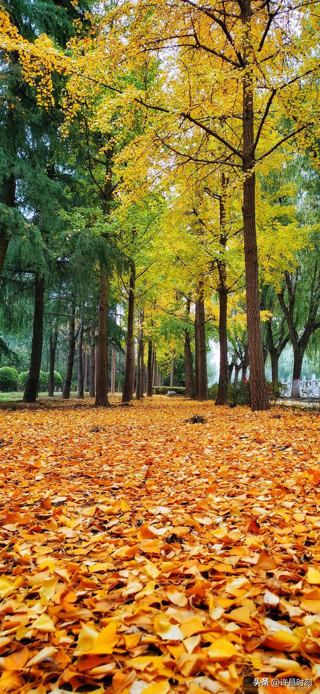 秋去韵留！许昌秋景余韵动人
