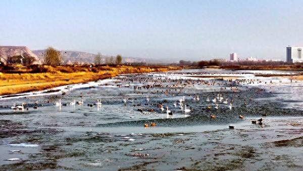 黄河河曲段流凌与天鹅共舞 冬日美景见证生态和谐