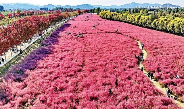 粉黛染秋野