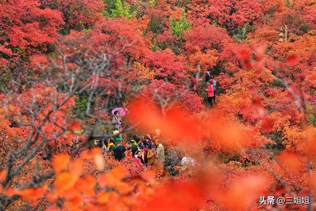 中原红叶的巅峰之作，空气都是红的