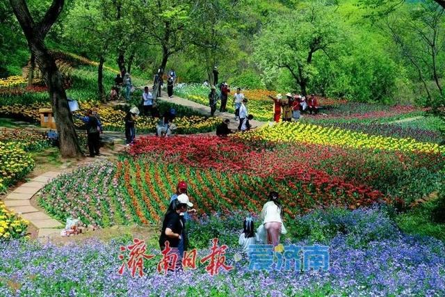 醉美四月天！济南红叶谷第21届郁金香花节浪漫启幕