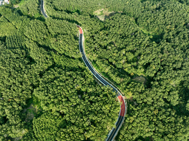 旅游公路上的“古树驿站”