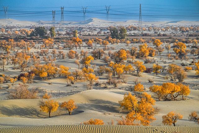 金色胡杨 装点大地
