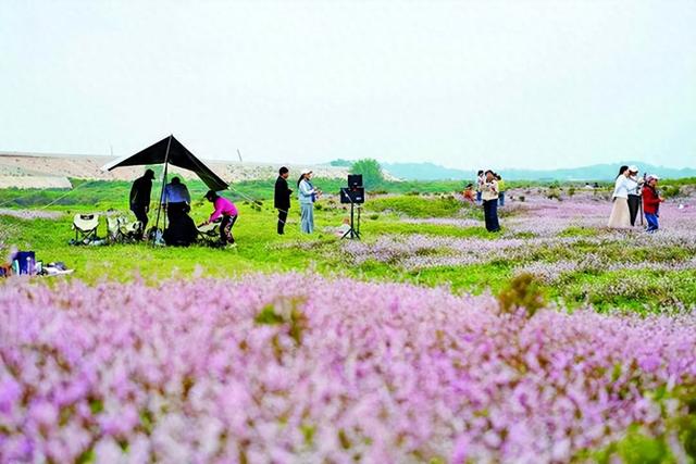 美翻！湘潭县这片粉色花海藏不住了
