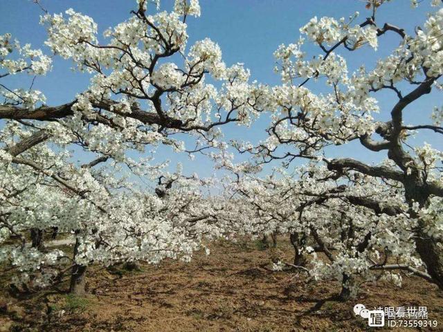 周末游河北，到沧州肃宁县赏千年梨花、寻状元足迹、品特色大菜