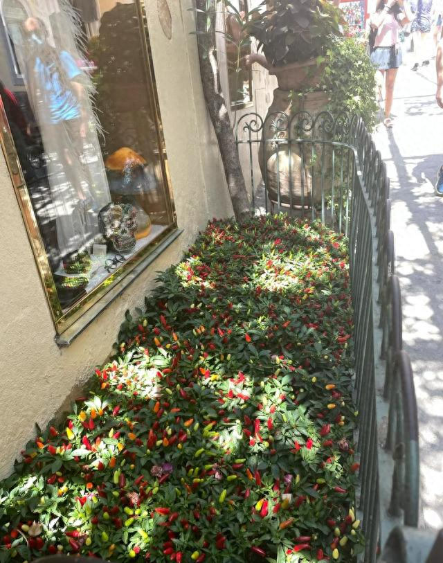 男子因“辣椒当花”引围观，不服来战，网友：小众美被你玩明白了