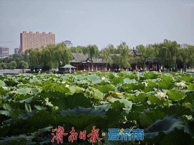大明湖的白色浪漫已上线，错过再等一年！