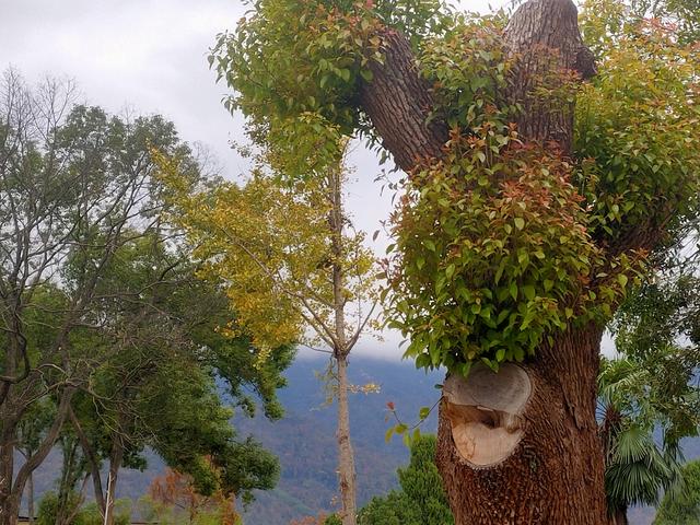 告诉自己一件事——假装很快乐地活着