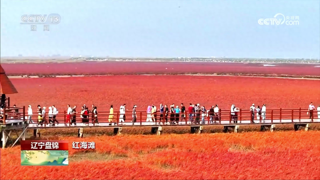 盘锦红海滩再上央视新闻频道