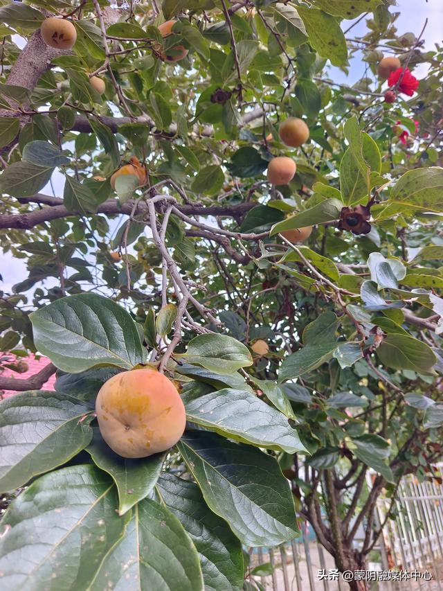 【文化中国行】联城镇呈祥峪村霜降：秋尽冬始 习俗暖人心（原创）