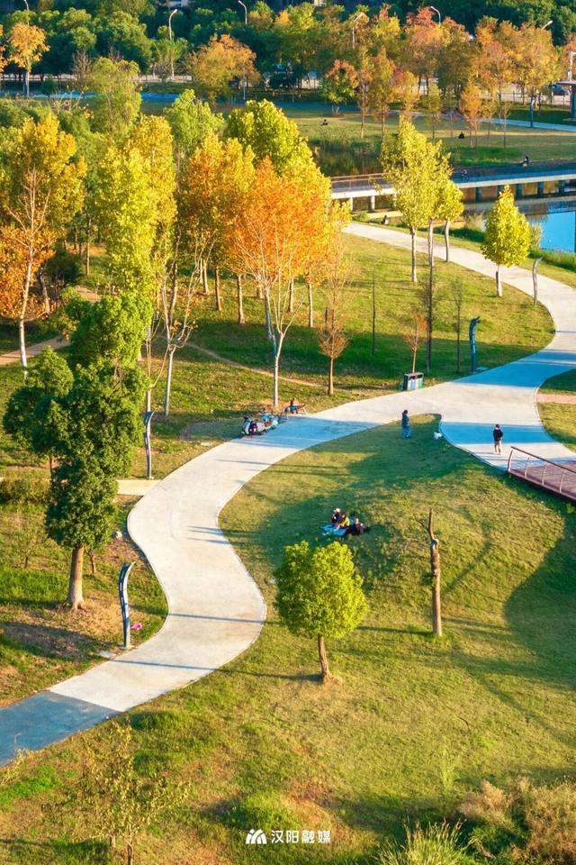 汉阳本地人私藏已久，发现彩虹树！