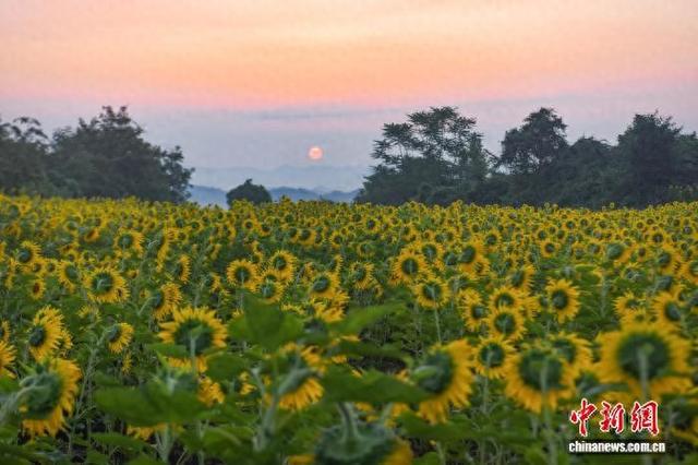 贵州松桃：油葵花开引客来