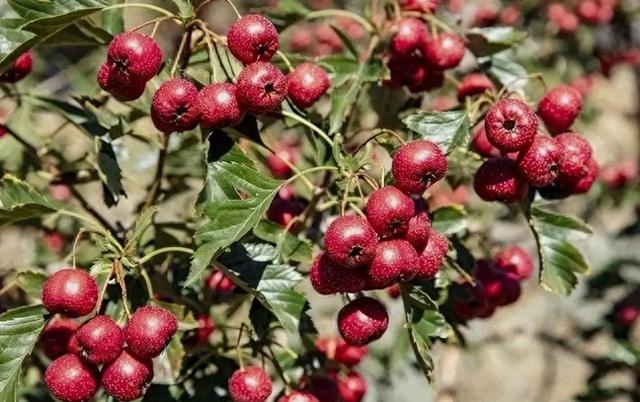 别再骂了！山楂树下“禁售”山东真相曝光，原来我们都错怪它了