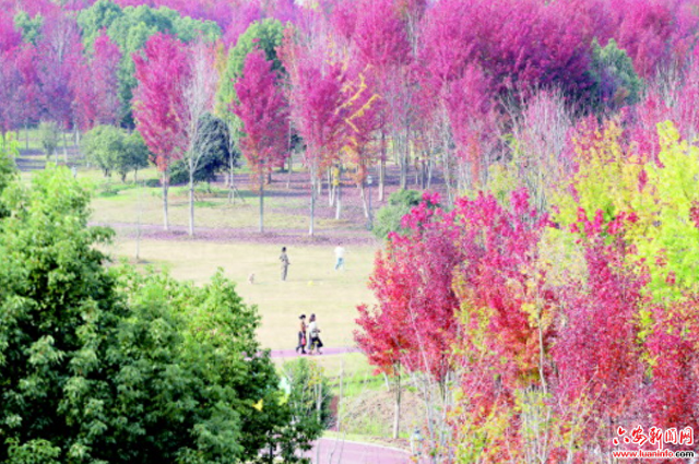 层林尽染“枫”景正好