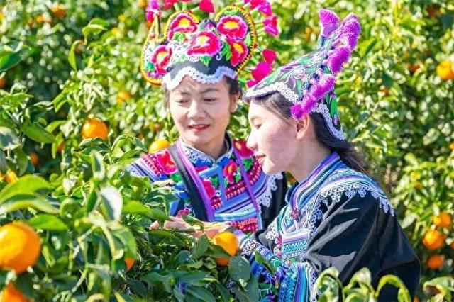 从枝头到舌尖的丰收课，快来尝尝云南的“水果处方”！