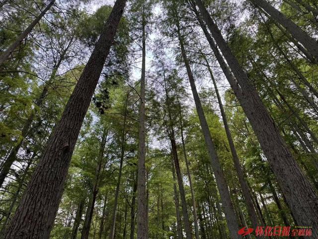 邂逅一场清凉与诗意的旅行 ——靖州排牙山景区见闻